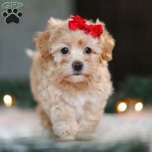 Reese, Havapoo Puppy